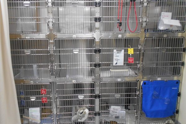 Cat ward hospitalization cages resized