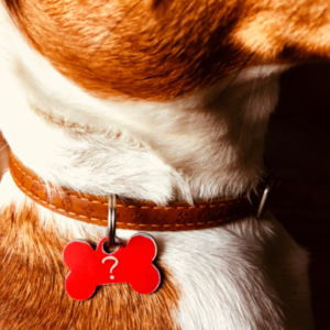 image for Who is your pet, anyway?